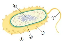 2025齐齐哈尔生物中考真题与答案-第17张图片-四季读书网