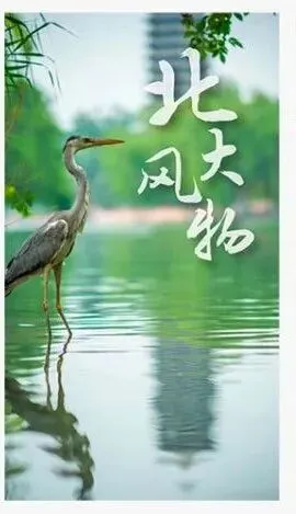 高考“踩线”进北大,如今成为讲席教授!-第17张图片-四季读书网