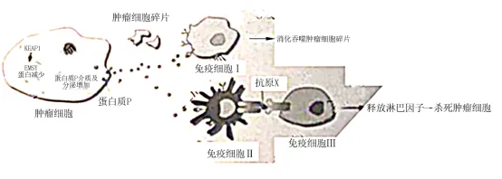 生物高考真题 | 2022年高考生物真题(上海卷)-第8张图片-四季读书网 生物高考真题 | 2022年高考生物真题(上海卷)-第8张图片-四季读书网