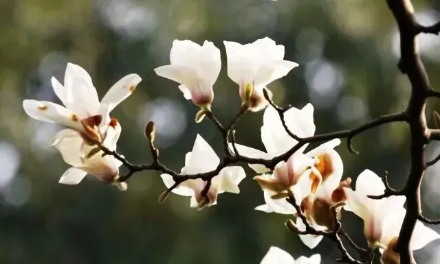 大年初三,致我最在乎的人-第4张图片-四季读书网 大年初三,致我最在乎的人-第4张图片-四季读书网