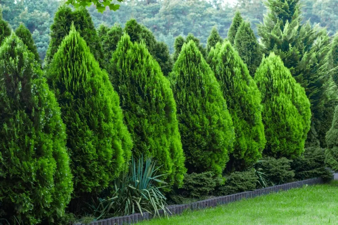 高考地理中的植被类型-第2张图片-四季读书网 高考地理中的植被类型-第2张图片-四季读书网