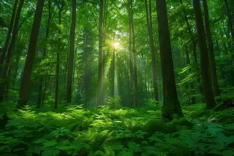 高考地理中的植被类型-第4张图片-四季读书网 高考地理中的植被类型-第4张图片-四季读书网