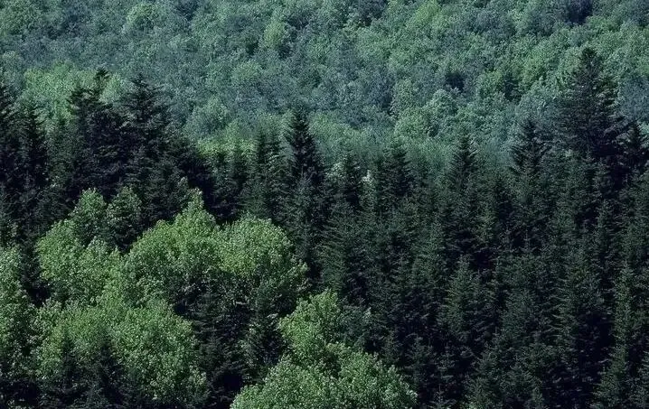 高考地理中的植被类型-第5张图片-四季读书网 高考地理中的植被类型-第5张图片-四季读书网