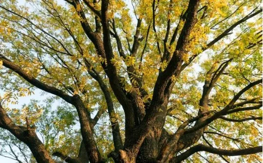 【知识精讲】高考散文阅读中“选择题”推理突破口-第7张图片-四季读书网 【知识精讲】高考散文阅读中“选择题”推理突破口-第7张图片-四季读书网