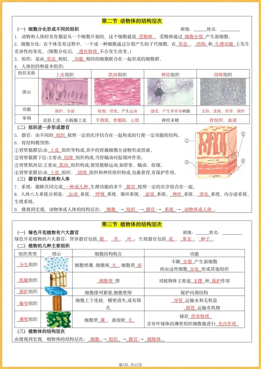 初一生物|2026秋(人教版)七年级上册生物全册核心知识点总结(背诵版+默写版),电子版可打印!-第16张图片-四季读书网