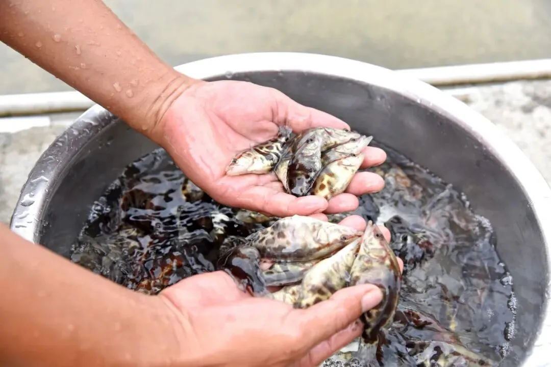 阳春经济“期中考”成绩稳居阳江各县(市、区)前列-第8张图片-四季读书网