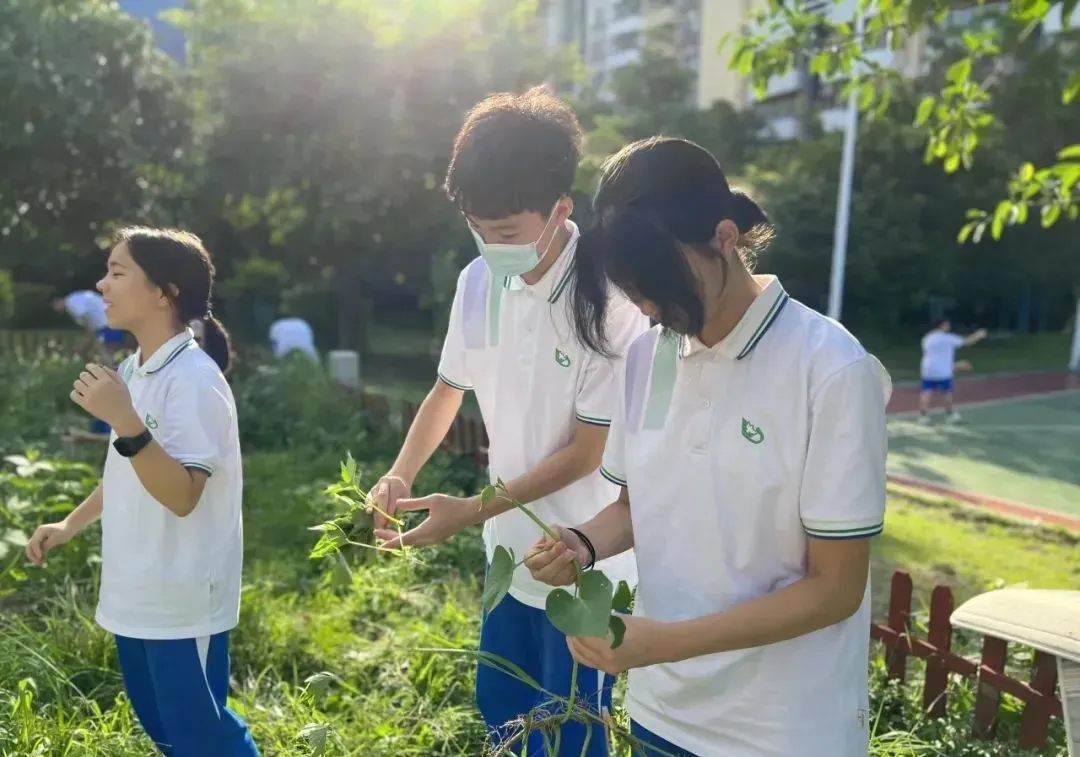 数字说话:华新学校,2026年中考成绩告诉你什么是白云区性价比之王!-第27张图片-四季读书网