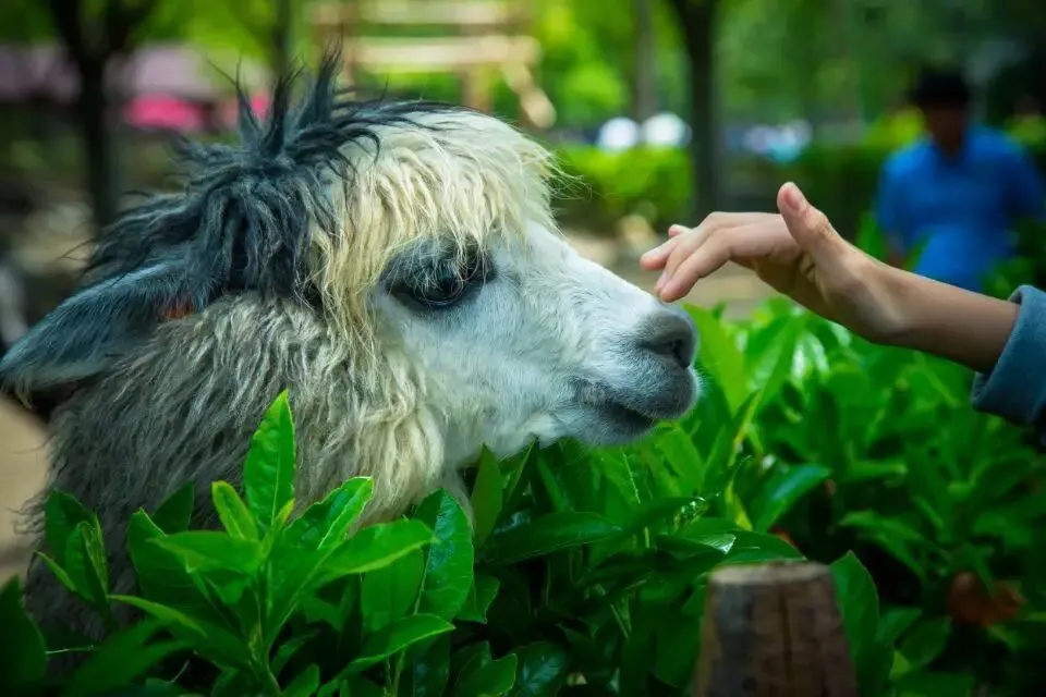 春节留守上海怎么玩?初一到初七超详细攻略双手奉上,越看越好玩!-第23张图片-四季读书网