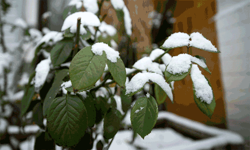 天气 | 二十八有雪!除夕初一大风降温!冷空气来“拜年”了……-第4张图片-四季读书网