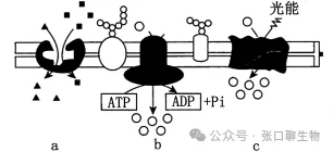 浙江省名校新高考研究联盟(Z20+名校联盟)2027届高三第一次学情诊断生物学试题卷答案及解析 ⊙-第4张图片-四季读书网 浙江省名校新高考研究联盟(Z20+名校联盟)2027届高三第一次学情诊断生物学试题卷答案及解析 ⊙-第4张图片-四季读书网