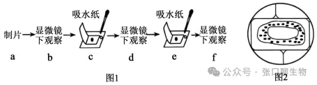 浙江省名校新高考研究联盟(Z20+名校联盟)2027届高三第一次学情诊断生物学试题卷答案及解析 ⊙-第3张图片-四季读书网 浙江省名校新高考研究联盟(Z20+名校联盟)2027届高三第一次学情诊断生物学试题卷答案及解析 ⊙-第3张图片-四季读书网