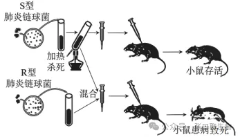 浙江省名校新高考研究联盟(Z20+名校联盟)2027届高三第一次学情诊断生物学试题卷答案及解析 ⊙-第5张图片-四季读书网 浙江省名校新高考研究联盟(Z20+名校联盟)2027届高三第一次学情诊断生物学试题卷答案及解析 ⊙-第5张图片-四季读书网