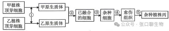 浙江省名校新高考研究联盟(Z20+名校联盟)2027届高三第一次学情诊断生物学试题卷答案及解析 ⊙-第7张图片-四季读书网 浙江省名校新高考研究联盟(Z20+名校联盟)2027届高三第一次学情诊断生物学试题卷答案及解析 ⊙-第7张图片-四季读书网