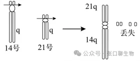 浙江省名校新高考研究联盟(Z20+名校联盟)2027届高三第一次学情诊断生物学试题卷答案及解析 ⊙-第8张图片-四季读书网 浙江省名校新高考研究联盟(Z20+名校联盟)2027届高三第一次学情诊断生物学试题卷答案及解析 ⊙-第8张图片-四季读书网