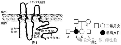 浙江省名校新高考研究联盟(Z20+名校联盟)2027届高三第一次学情诊断生物学试题卷答案及解析 ⊙-第9张图片-四季读书网 浙江省名校新高考研究联盟(Z20+名校联盟)2027届高三第一次学情诊断生物学试题卷答案及解析 ⊙-第9张图片-四季读书网