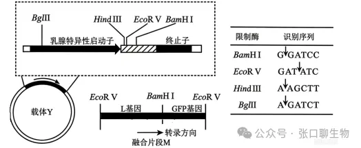 浙江省名校新高考研究联盟(Z20+名校联盟)2027届高三第一次学情诊断生物学试题卷答案及解析 ⊙-第11张图片-四季读书网 浙江省名校新高考研究联盟(Z20+名校联盟)2027届高三第一次学情诊断生物学试题卷答案及解析 ⊙-第11张图片-四季读书网