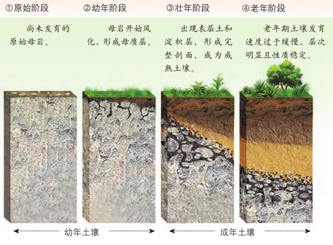 高考地理中的成土母质-第5张图片-四季读书网 高考地理中的成土母质-第5张图片-四季读书网
