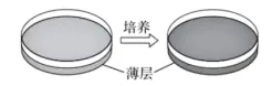 生物高考真题 | 2023年高考生物真题(北京卷)-第7张图片-四季读书网