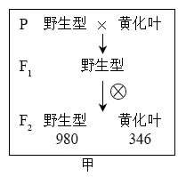 生物高考真题 | 2023年高考生物真题(北京卷)-第11张图片-四季读书网