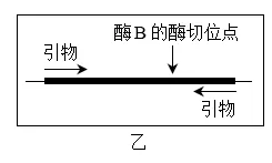 生物高考真题 | 2023年高考生物真题(北京卷)-第12张图片-四季读书网
