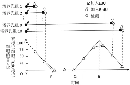 生物高考真题 | 2023年高考生物真题(北京卷)-第15张图片-四季读书网