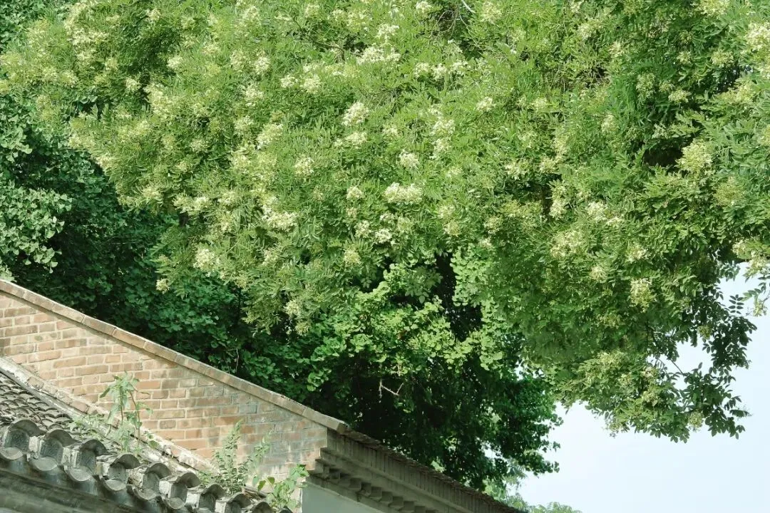 【中考阅读指导】花园大院(肖复兴)山东菏泽2023-第8张图片-四季读书网 【中考阅读指导】花园大院(肖复兴)山东菏泽2023-第8张图片-四季读书网