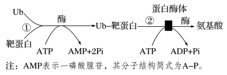 每日一练 | 高考生物专题训练突破!(39)-第2张图片-四季读书网 每日一练 | 高考生物专题训练突破!(39)-第2张图片-四季读书网