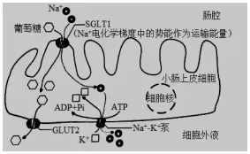 每日一练 | 高考生物专题训练突破!(39)-第3张图片-四季读书网 每日一练 | 高考生物专题训练突破!(39)-第3张图片-四季读书网