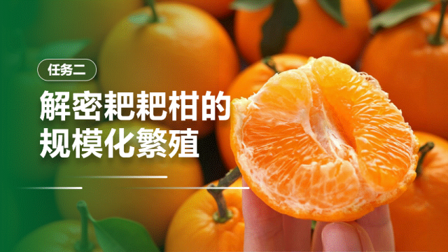 【中考生物复习课件】第十七讲——「生物的生殖」-第11张图片-四季读书网 【中考生物复习课件】第十七讲——「生物的生殖」-第11张图片-四季读书网