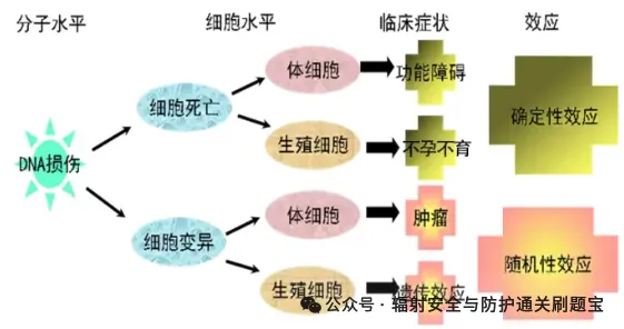 [科研生产和其他考试题库]-辐射安全与防护考试官方题库刷题-小程序刷题app-试题卷-第3张图片-四季读书网