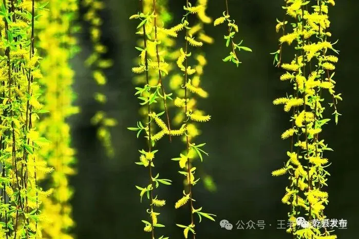 【第2065期C】中考优秀作文:《留住最美风景》范文16篇+写作指导-第2张图片-四季读书网