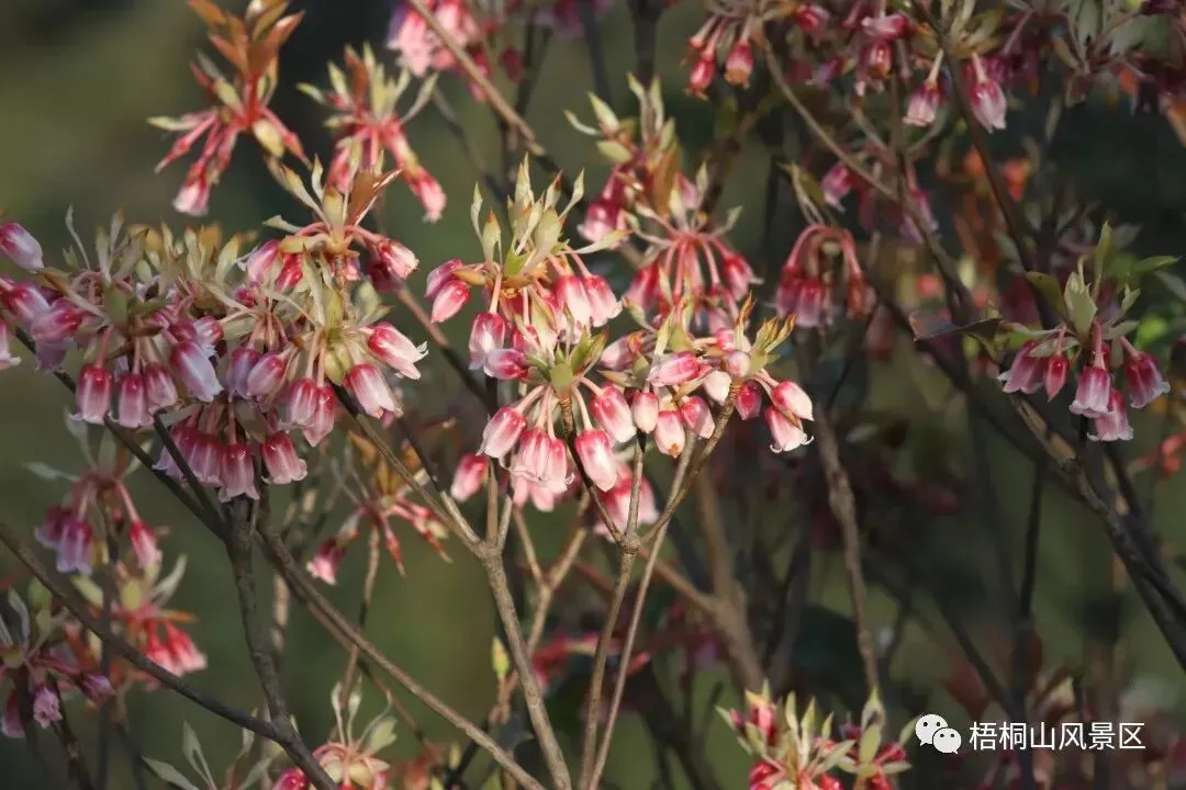 今日,大年初二!-第18张图片-四季读书网 今日,大年初二!-第18张图片-四季读书网