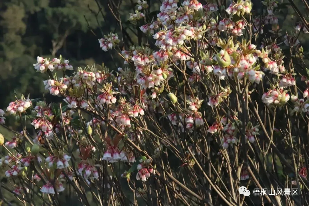 今日,大年初二!-第19张图片-四季读书网 今日,大年初二!-第19张图片-四季读书网