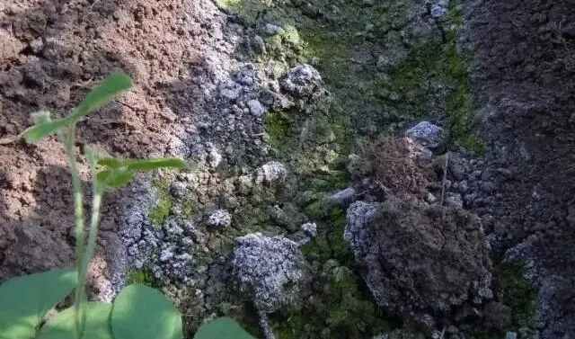 高考地理中的淋溶层-第4张图片-四季读书网 高考地理中的淋溶层-第4张图片-四季读书网