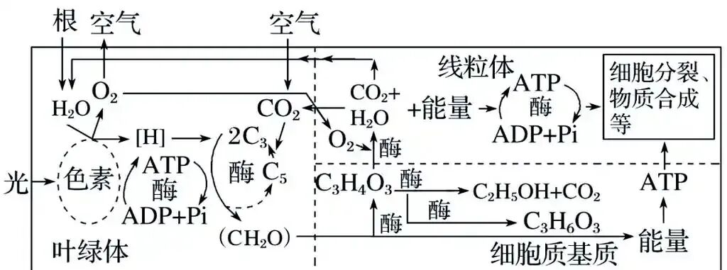 研透真题 · 题出方略—2026年山东高考生物真题第21题评析-第2张图片-四季读书网 研透真题 · 题出方略—2026年山东高考生物真题第21题评析-第2张图片-四季读书网