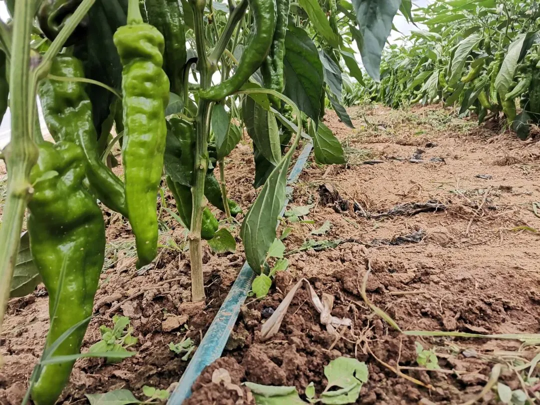 “种植猕猴桃”这份试卷,父母又考砸了-第2张图片-四季读书网