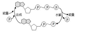 每日一练 | 高考生物专题训练突破!(41)-第4张图片-四季读书网