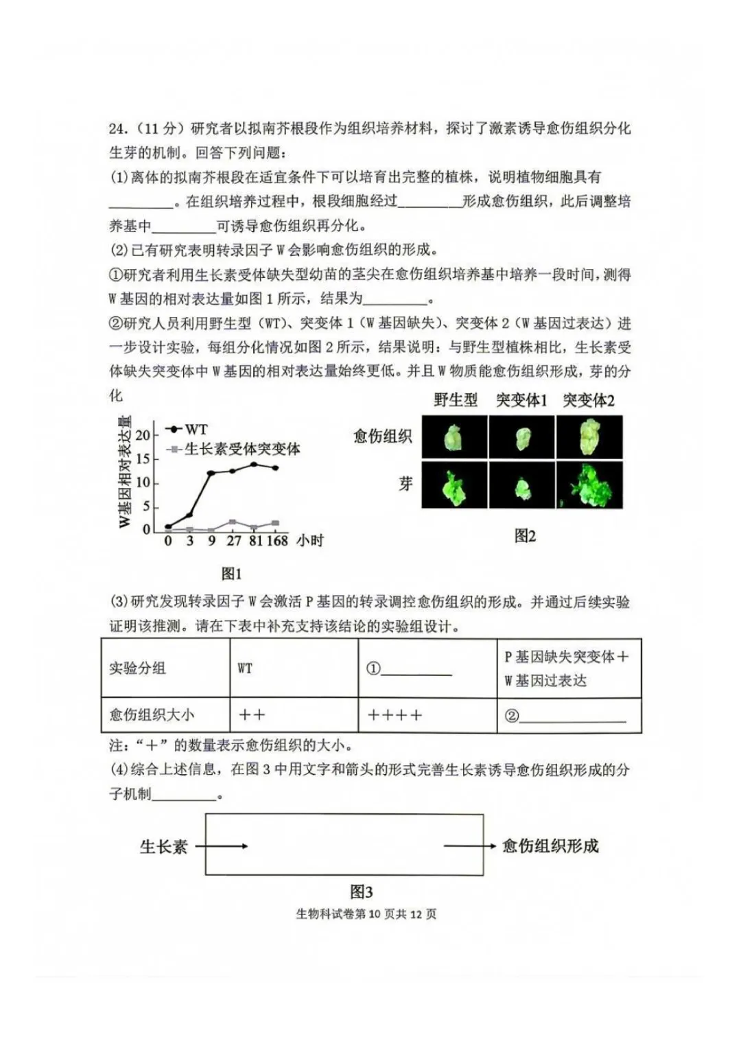 东北育才高中高三上第一次模拟考试卷+答案【2026-2027】【生物】【高清电子版】-第11张图片-四季读书网