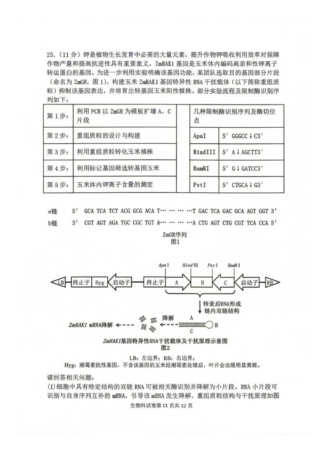 东北育才高中高三上第一次模拟考试卷+答案【2026-2027】【生物】【高清电子版】-第12张图片-四季读书网