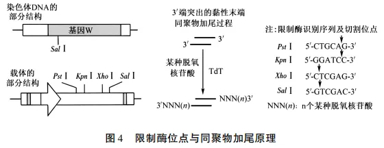 例析考查科学思维的2026年高考生物真题的解题突破-第16张图片-四季读书网 例析考查科学思维的2026年高考生物真题的解题突破-第16张图片-四季读书网