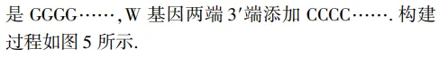 例析考查科学思维的2026年高考生物真题的解题突破-第20张图片-四季读书网 例析考查科学思维的2026年高考生物真题的解题突破-第20张图片-四季读书网