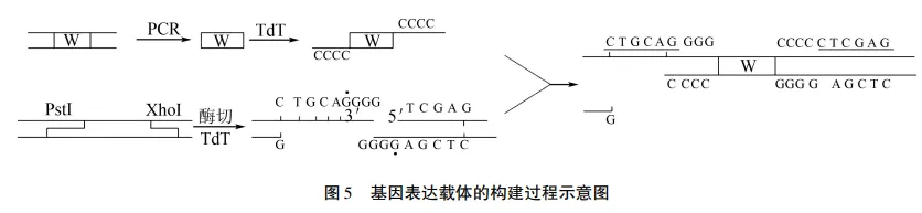 例析考查科学思维的2026年高考生物真题的解题突破-第21张图片-四季读书网 例析考查科学思维的2026年高考生物真题的解题突破-第21张图片-四季读书网
