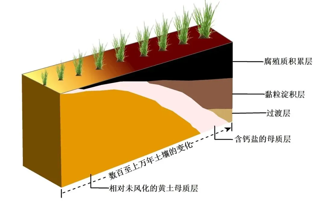 高考地理中的土壤类型-第13张图片-四季读书网
