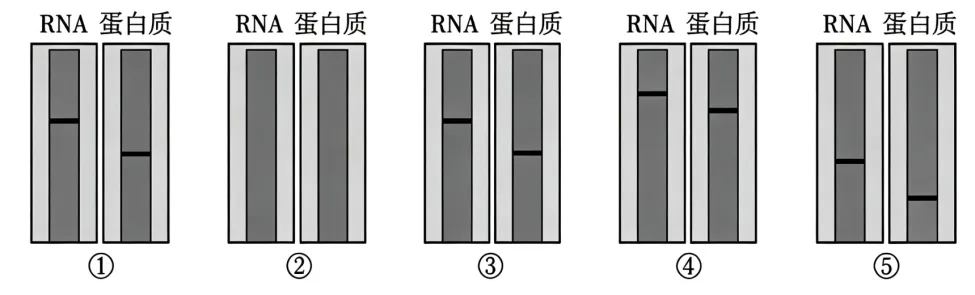 高考真题狙击|RNA 印迹 + 蛋白质印迹!看懂电泳条带才能拿满分-第1张图片-四季读书网