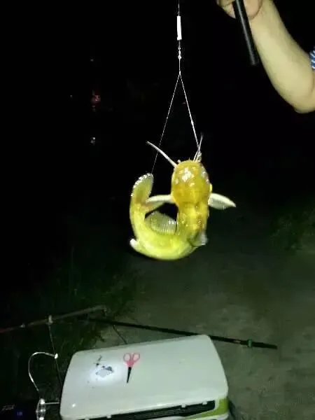 初一十五千万不要钓鱼-第5张图片-四季读书网 初一十五千万不要钓鱼-第5张图片-四季读书网
