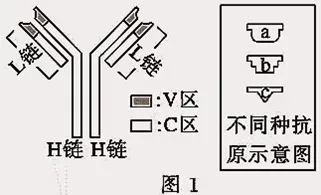 【试卷】2026年9月月考高一生物学-第5张图片-四季读书网 【试卷】2026年9月月考高一生物学-第5张图片-四季读书网