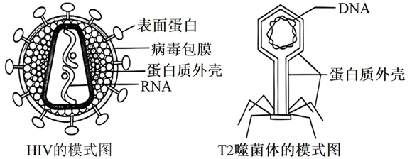 【试卷】2026年9月月考高一生物学-第7张图片-四季读书网 【试卷】2026年9月月考高一生物学-第7张图片-四季读书网