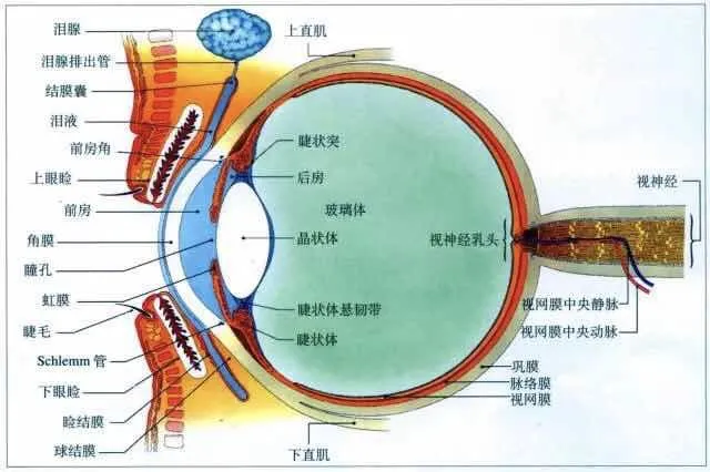 初二男生视网膜脱落,竟因这件小事,家长千万别大意!-第8张图片-四季读书网 初二男生视网膜脱落,竟因这件小事,家长千万别大意!-第8张图片-四季读书网