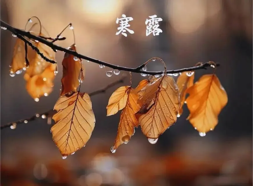 ＂初一寒露后,衣裳不晓顾;初一寒露前,雪大不见路＂,今年寒露在哪?-第1张图片-四季读书网