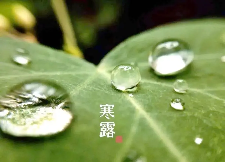 ＂初一寒露后,衣裳不晓顾;初一寒露前,雪大不见路＂,今年寒露在哪?-第3张图片-四季读书网